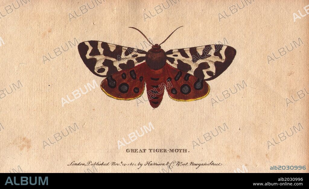 Great tiger moth (or garden tiger moth). . Arctia caja. . Handcoloured copperplate engraving from "The Naturalist's Pocket Magazine; or, Complete Cabinet of the Curiosities and Beauties of Nature" (1798~1802) published by Harrison, London.