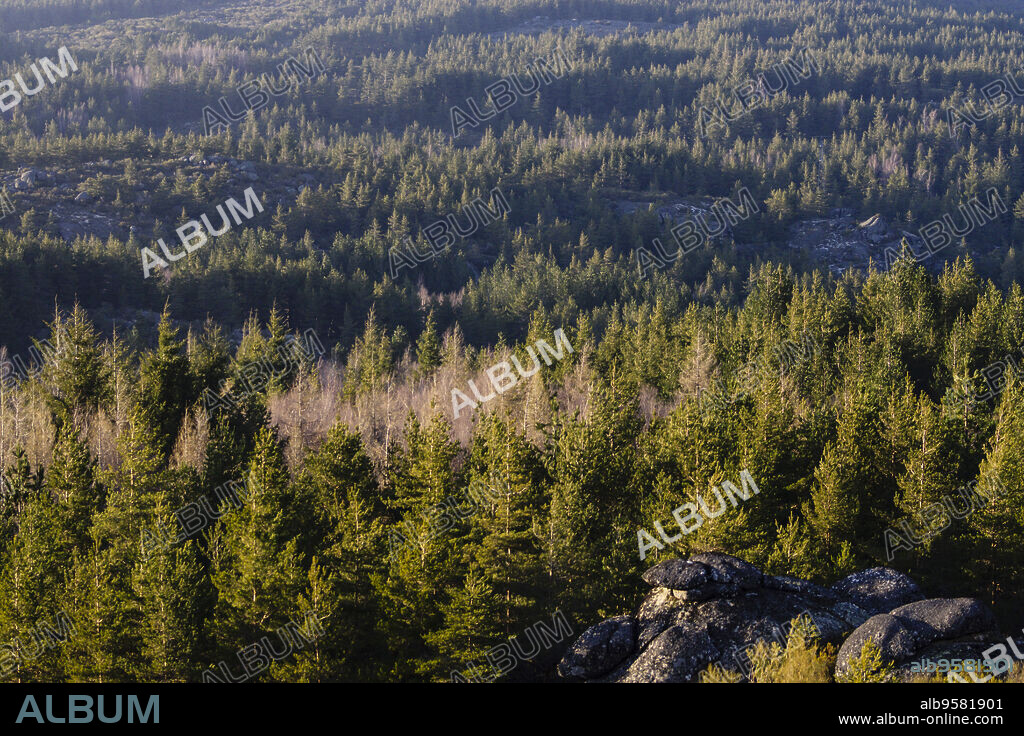 bosque de coniferas, Abeto de Douglas o pino de oregón, Pseudotsuga menziensii , Serra Da Estrela, Beira Alta, Portugal, europa.
