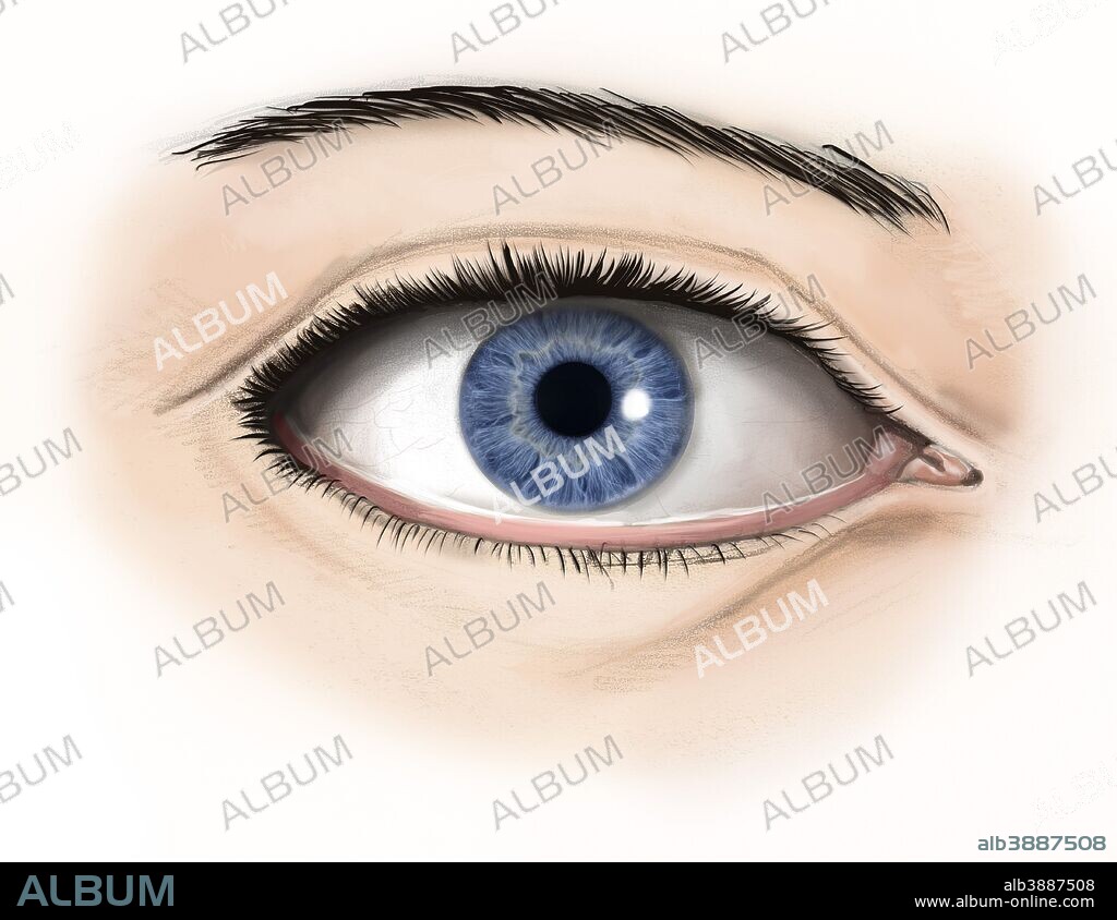 External anatomy of the human eye.