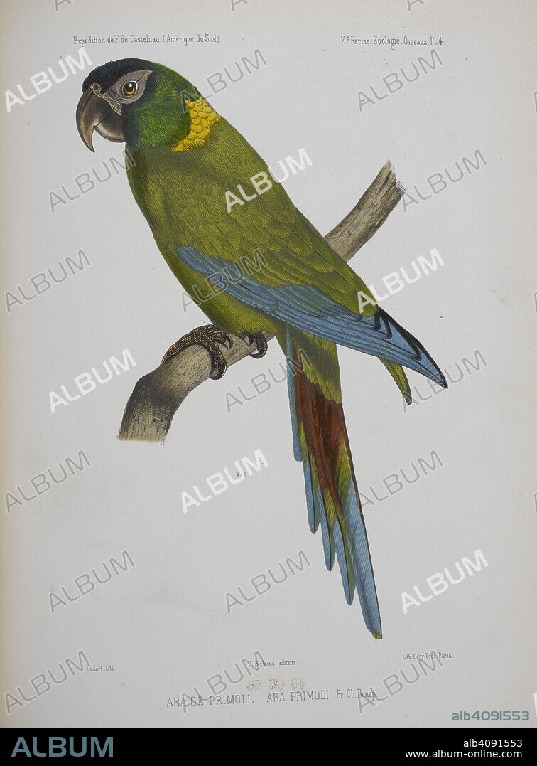 LAPORTE, FRANCIS L. DE, COUNT DE CASTEINAU. Ara de Primoli. Ara Primoli. Animaux nouveaux ou rares recueillis pendant l'ExpeÌdition dans les parties centrales de l'AmeÌrique du Sud ... Oiseaux, par M. Å’illet des Murs. In: In : ExpeÌdition dans les parties centrales de l'AmeÌrique du Sud, etc. Paris, 1850-59. Source: 1295.i.1 vol.1, plate 4. Language: French.