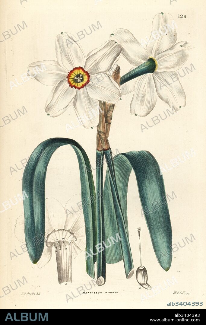 Poet's daffodil, Narcissus poeticus (Drooping-leaved poet's narcissus, Narcissus recurvus). Handcoloured copperplate engraving by Weddell after Edwin Dalton Smith from John Lindley and Robert Sweet's Ornamental Flower Garden and Shrubbery, G. Willis, London, 1854.