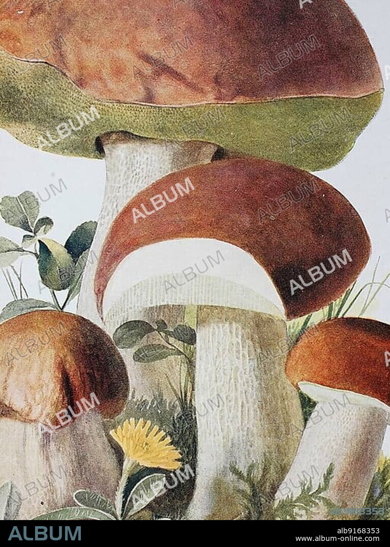 Mushroom, king bolete (Boletus edulis), Historical, digitally restored reproduction of an illustration by Emil Doerstling (1859-1940).
