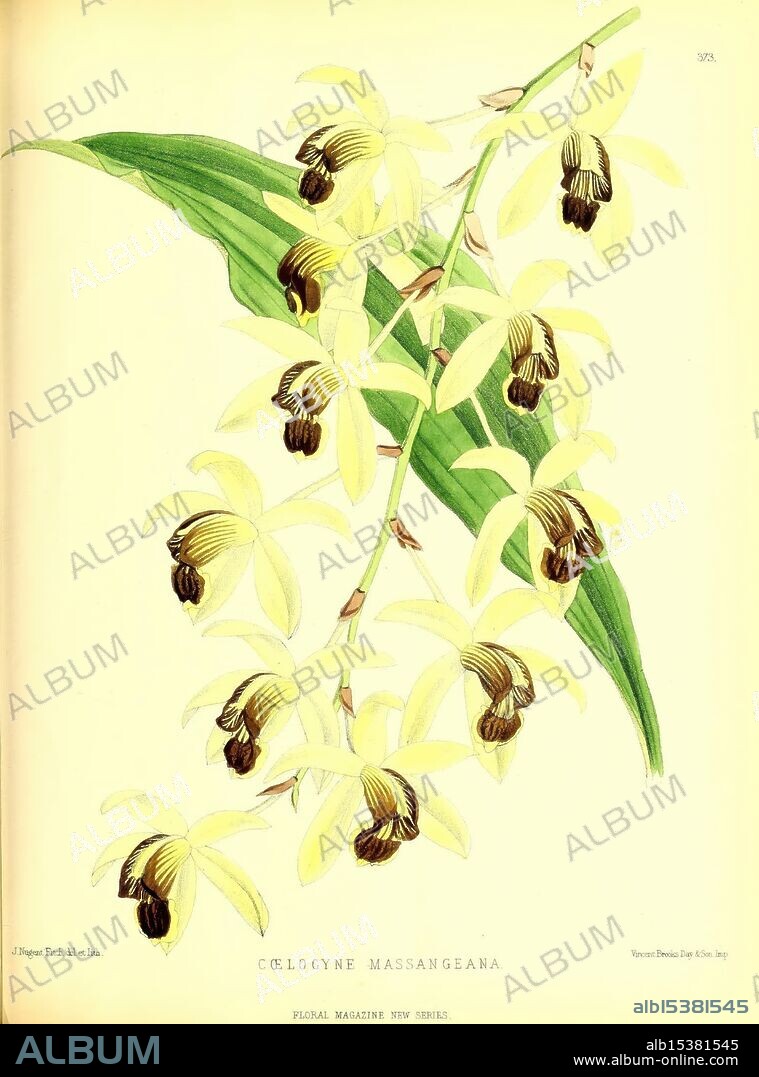 The floral magazine, London, L. Reeve & Co, Flower gardening, Flowers, Periodicals, Pictorial works, Plant, Flower, A beautifully illustrated depiction of C. massangeana, showcasing its unique yellow petals that gracefully curve outward. The delicate flowers exhibit deep chocolate-brown markings at their bases, providing a striking contrast against the light hues. Lush green leaves accompany the flowering stalk, enhancing the overall aesthetic of this botanical representation. The composition captures the intricate details of each bloom and leaf, reflecting the exquisite beauty of this orchid species. The presentation is reminiscent of classical botanical studies, emphasizing both the elegance and complexity of nature's designs.