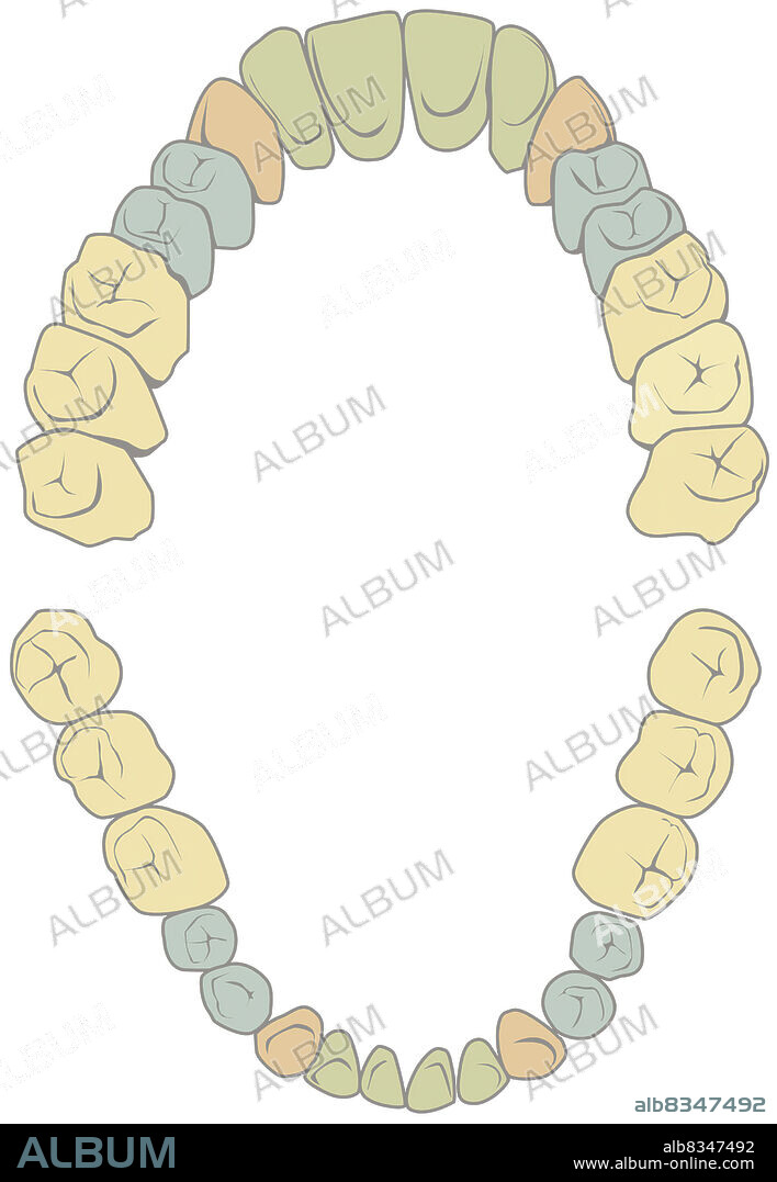 The set of adult teeth placed in the upper and lower jaw; upper and lower teeth are identical in number and arrangement: four incisors, two canines, four premolars and six molars.