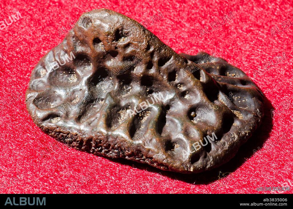 Alligator Scute Fossil. American Alligator (Alligator mississippiensis).