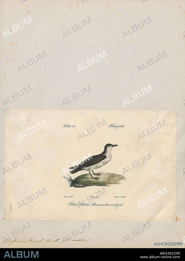 Puffinus baroli, Print, The Barolo shearwater (Puffinus baroli), also known as the North Atlantic little shearwater or Macaronesian shearwater, is a small shearwater which breeds in the Azores and Canaries of Macaronesia in the North Atlantic Ocean. Puffinus is a New Latin loanword based on the English "puffin" and its variants, such as poffin, pophyn and puffing, that referred to the cured carcass of the fat nestling of the Manx shearwater, a former delicacy. The specific baroli refers to Carlo Tencredi Falletti, marquis of Barolo., 1842-1848.