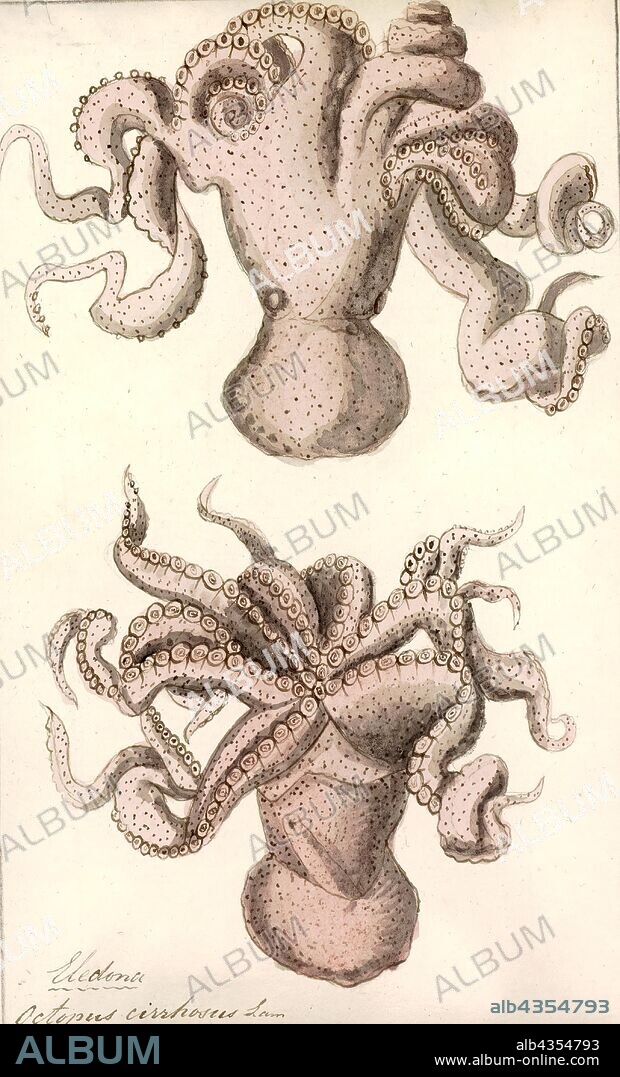 Octopus cirrhosus, Print, The octopus is a soft-bodied, eight-limbed mollusc of the order Octopoda. Around 300 species are recognised, and the order is grouped within the class Cephalopoda with squids, cuttlefish, and nautiloids. Like other cephalopods, the octopus is bilaterally symmetric with two eyes and a beak, with its mouth at the center point of the eight limbs ("tentacle" is used as an umbrella term for cephalopod limbs; however, within a teuthological context; "arm" is used to refer to such limbs while "tentacle" is reserved for feeding appendages not found on octopuses). The soft body can rapidly alter its shape, enabling octopuses to squeeze through small gaps. They trail their eight appendages behind them as they swim. The siphon is used both for respiration and for locomotion, by expelling a jet of water. Octopuses have a complex nervous system and excellent sight, and are among the most intelligent and behaviourally diverse of all invertebrates.