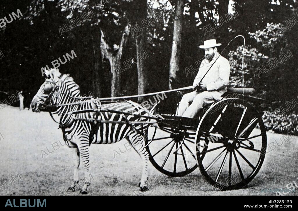 Lionel Walter Rothschild (1868-1937), 2nd Baron Rothschild, rides in carriage drawn by a zebra 1895.