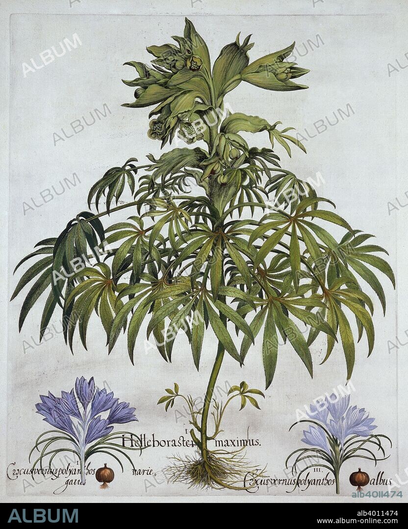 I Helleboraster maximus; II Crscusvernus polyantsos varie gatris; III Crscusvernus polyantsos albus; Besler was an apothecary in Nuremberg and was in charge of the gardens of the Prince Bishop near Eichstat;.