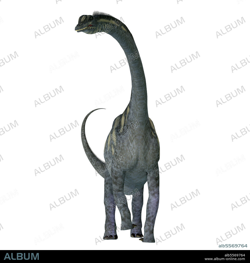 Sauroposeidon dinosaur, front view. Sauroposeidon was a sauropod herbivorous dinosaur that lived in North America during the Cretaceous Period.