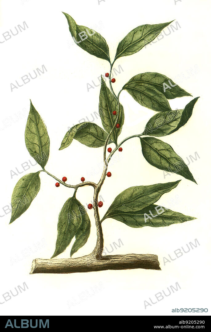 Zimt, Zimtstrauch, Canella / canella laurifolia, winterana, white cinnamon, wild cinnamon, Digital retuschierte Illustration aus Phytanthoza iconographica von Johann Wilhelm Weinmann, Maler Bartholomäus Seutter und Kupferstecher Johann Jakob Haid und Johann Elias Ridinger, 1740 / Digitally retouched illustration from Phytanthoza iconographica by Johann Wilhelm Weinmann, painter Bartholomäus Seutter and engravers Johann Jakob Haid and Johann Elias Ridinger, 1740.