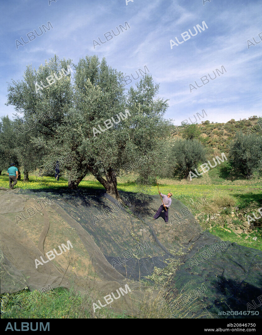 AGRICULTORES VAREANDO LA ACEITUNA EN EL MES DE MARZO.