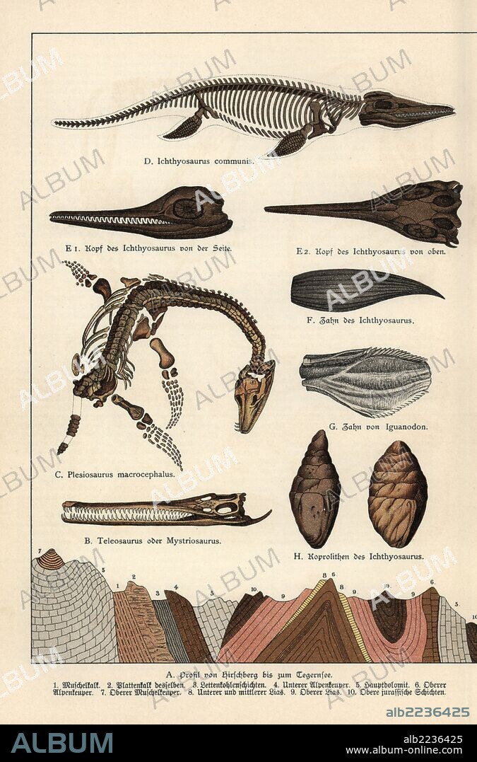 Fossils of head of Jurassic crocodile Teleosaurus, skeleton of marine reptile Plesiosaurus macrocephalus, skeleton, head and tooth of marine reptile Ichthyosaurus communis, tooth of dinosaur Iguanodon, and coprolites (fossil excrement) of Ichthyosaurus. Chromolithograph from Dr. Fr. Rolle's "Geology and Paleontology" section in Gotthilf Heinrich von Schubert's "Naturgeschichte," Schreiber, Munich, 1886.