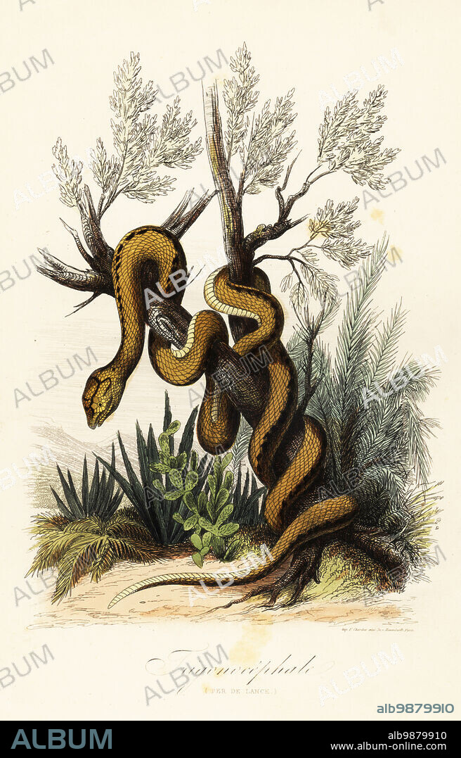 Martinique pit viper, Bothrops lanceolatus. Trigonecephale (Fer de lance). Handcoloured steel engraving printed by F. Chardon from Achille Comtes Musee dHistoire Naturelle, Museum of Natural History, Gustave Hazard, Paris, 1854.