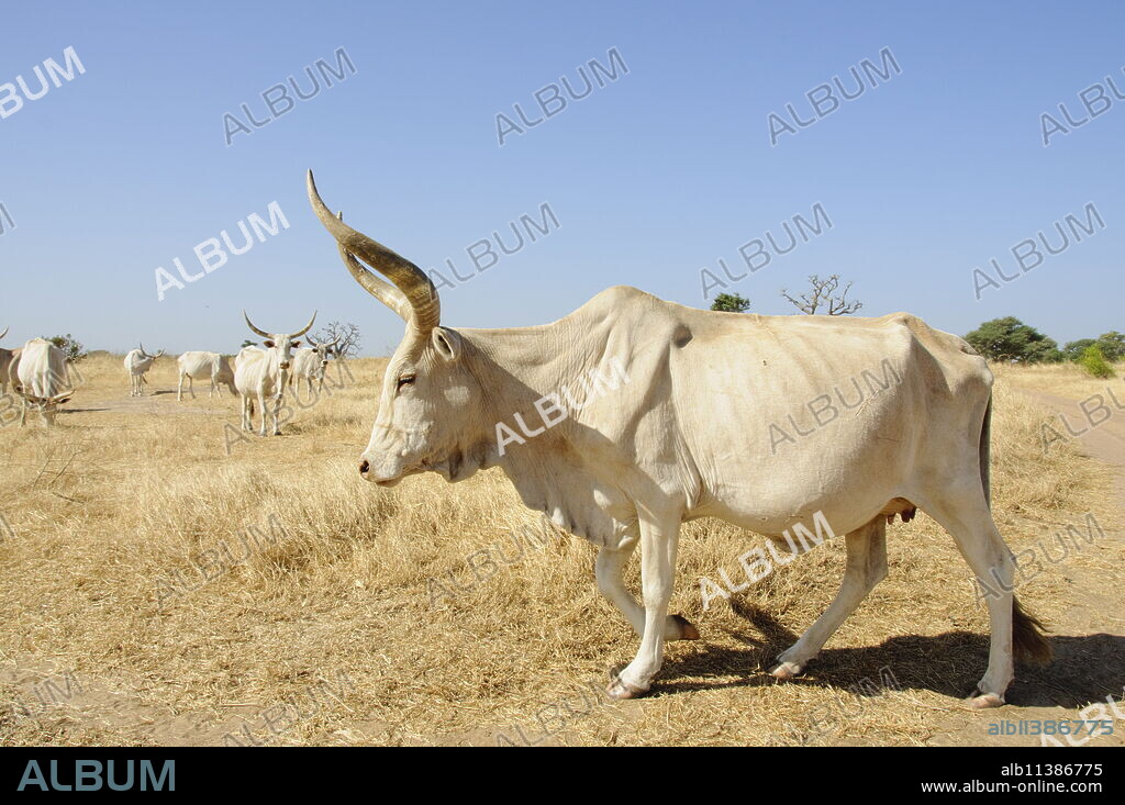 Brahman cattle, Senegal, West Africa, Africa.