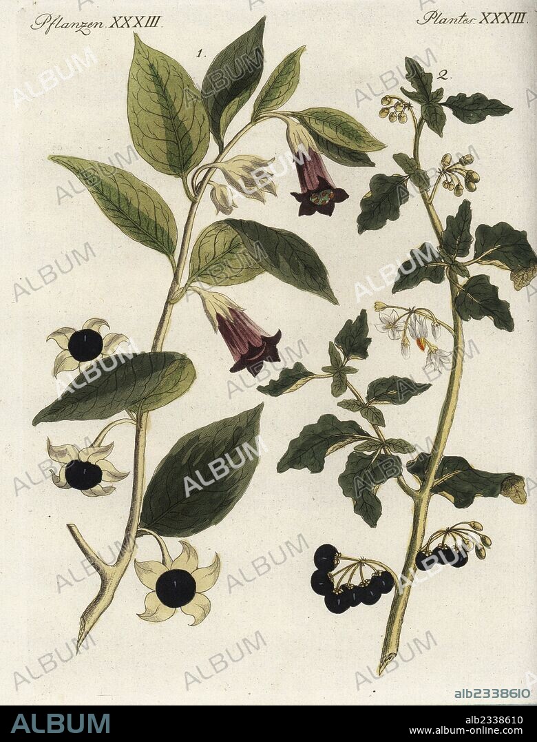 Deadly nightshade, Atropa belladonna, and black nightshade, Solanum nigrum (Solanum hortense). Handcoloured copperplate engraving from Friedrich Johann Bertuch's Bilderbuch fur Kinder (Picture Book for Children), Weimar, 1795.
