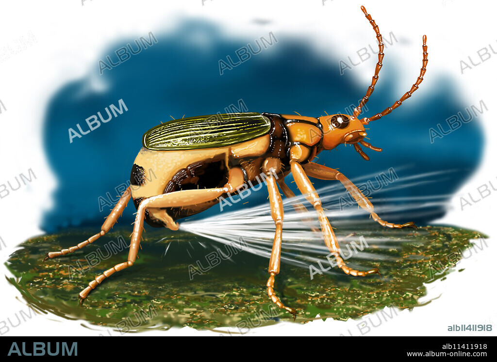 Bombardier beetles are little living ÔøObombsÔøO that are very aptly named. The 12-millimeter-long bodies of these coleopterous insects contain a variety of chemical substances, each of which is stored in a separate, carefully sealed chamber. When attacked by an amphibian or a bird, the bombardier opens these chambers, the chemicals mix together and. . . BANG! An explosion of foul-smelling and irritating jets of vapor is released from a small tube at the tip of the animalÔøOs abdomen.