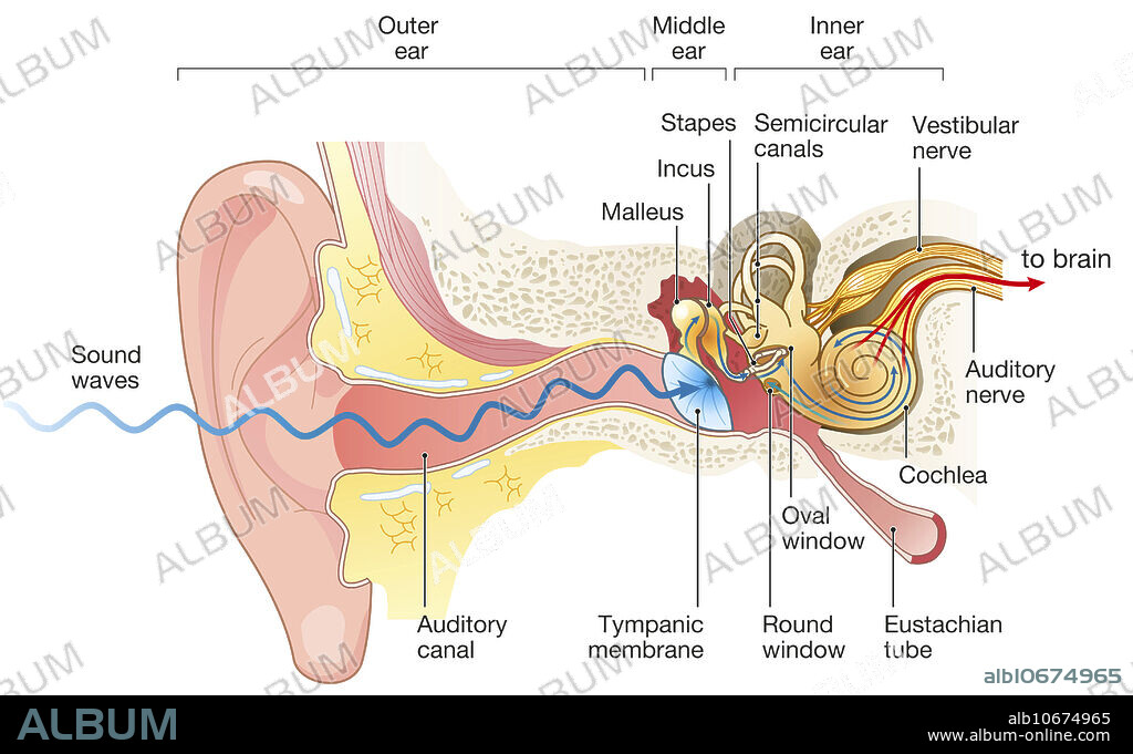 Illustration showing the way of a sound wave to the brain.