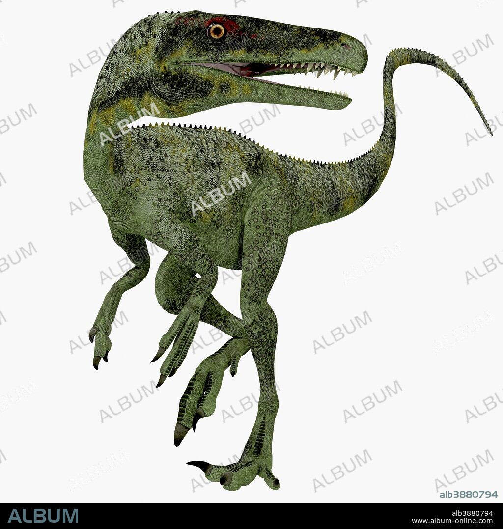 Juravenator dinosaur. Juravenator was a small carnivorous theropod that lived in Germany during the Jurassic Period.