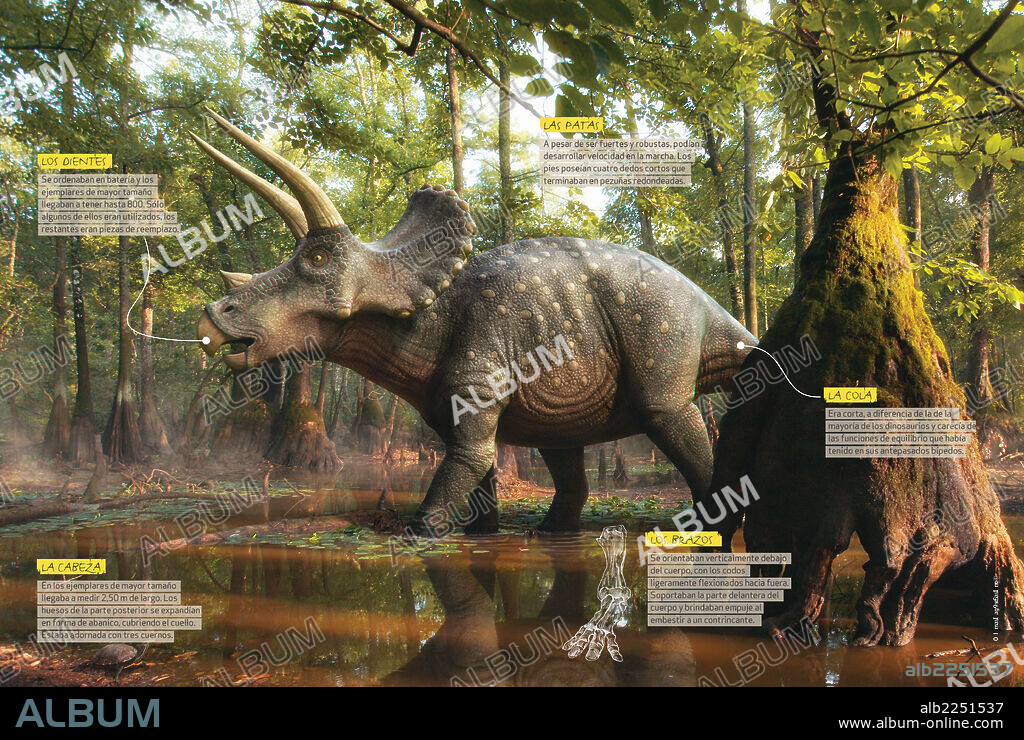 Cómo era el Triceratops. Infografía donde se aportan datos sobre la anatomía del Triceratops, dinosaurio herbívoro del Cretácico, era Mesozoica.