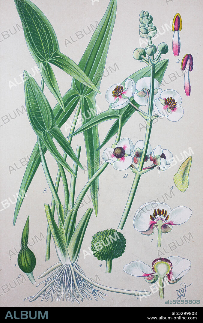 Sagittaria sagittifolia, also called arrowhead due to the shape of its leaves, is a flowering plant in the family Alismataceae  /  Gewöhnliches Pfeilkraut (Sagittaria sagittifolia), auch Pfeilblatt, digital improved reproduction of an original from the 19th century / digitale Reproduktion einer Originalvorlage aus dem 19. Jahrhundert.