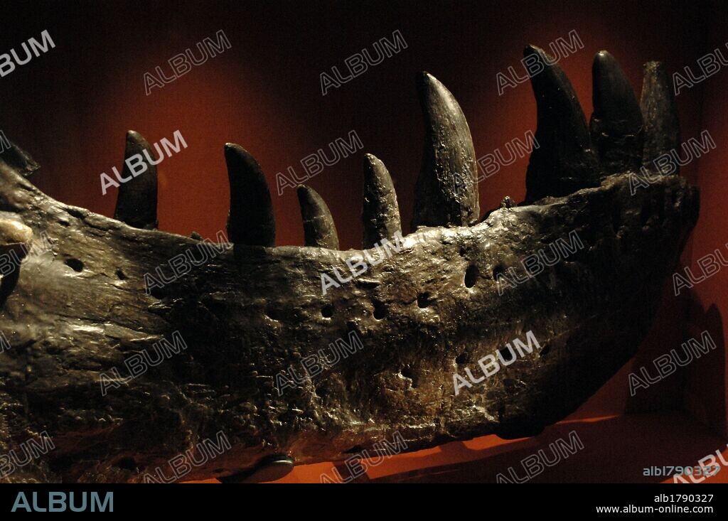 Fragmento de MANDIBULA de TYRANNOSAURUS REX. 67-65 millones de años. Período Cretácico Superior y Mastrichtiano. Pertenece al primer Tyrannosaurus Rex descubierto. Museo de Historia Natural. Londres. Inglaterra. Reino Unido.