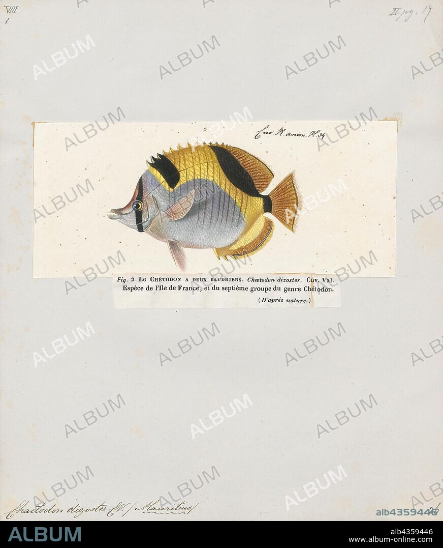 Chaetodon dizoster, Print, Chaetodon is a tropical fish genus in the family Chaetodontidae. Like their relatives, they are known as "butterflyfish". This genus is by far the largest among the Chaetodontidae, with about 90 living species included here, though most might warrant recognition as distinct genera., 1700-1880.