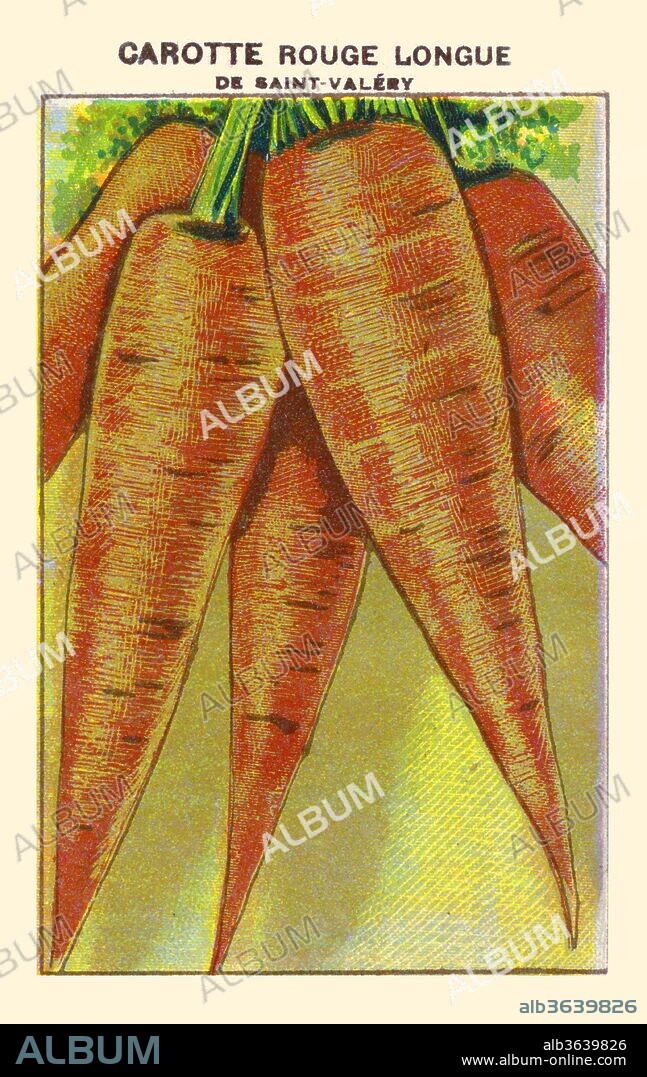 Red long Saint Valery carrot.