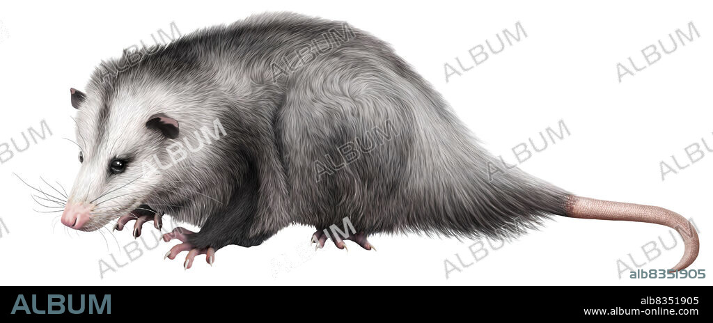 Nocturnal omnivorous marsupial of the Americas that has a prehensile tail and mostly lives in trees; certain species do not have a pouch.