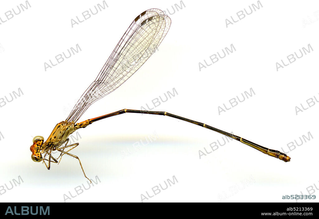 Zamorano, Escuela Agricola Panamericana, 30 km. ESE Tegucigalpa, ponds and Yeguari River with riffles and pools, Francisco Morazan, Honduras, Neoneura amelia Calvert, 1903, Animalia, Arthropoda, Insecta, Odonata, Zygoptera, Protoneuridae.