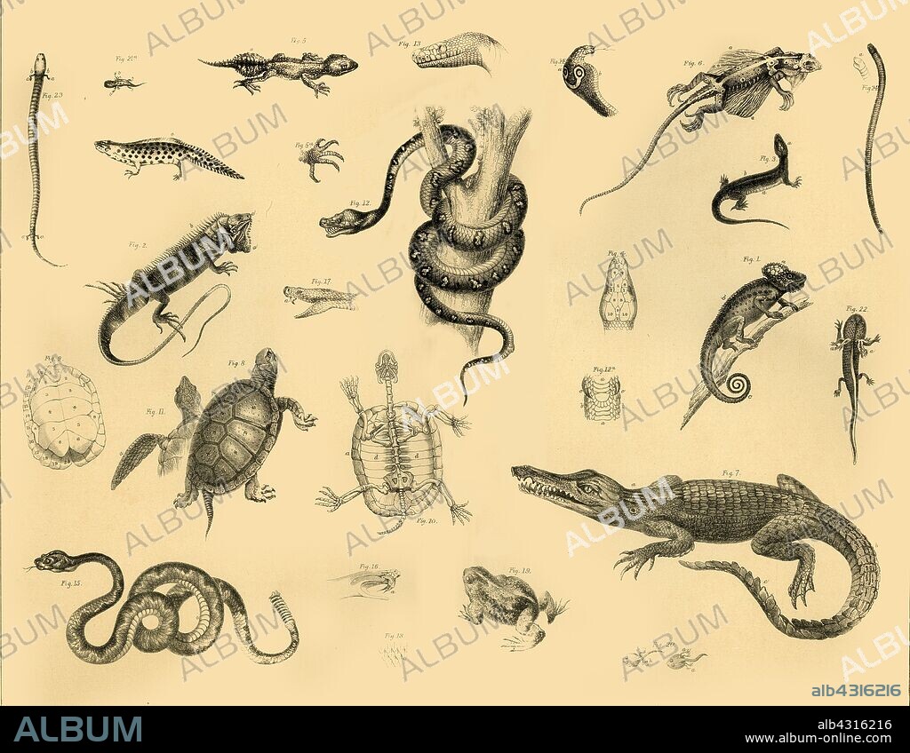 'Reptiles', c1910. The study of reptiles and modern amphibians, is called herpetology.