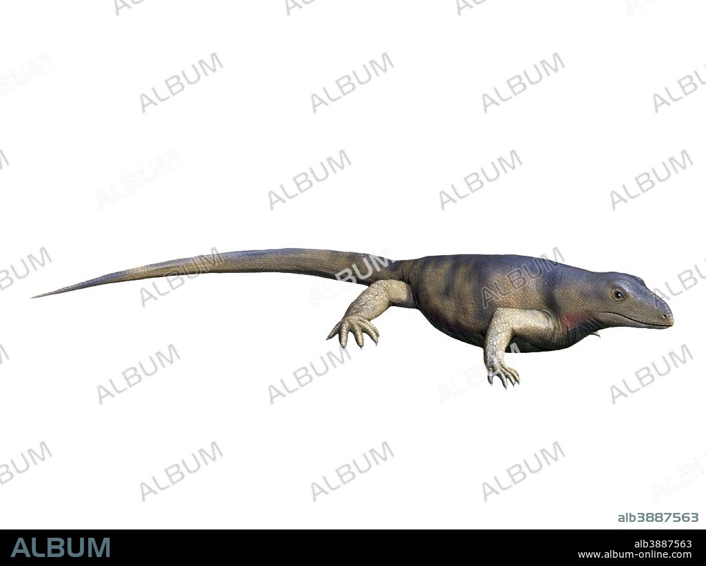 Archaeothyris florensis is an extinct synapsid from the Late Carboniferous Period of Canada.