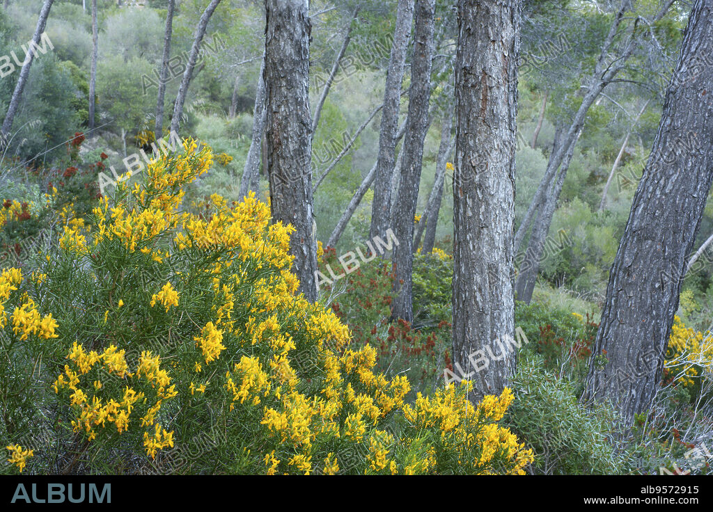 Genista lucida,Pinar del Puig de Cura.Migjorn.Mallorca.Islas Baleares. España.