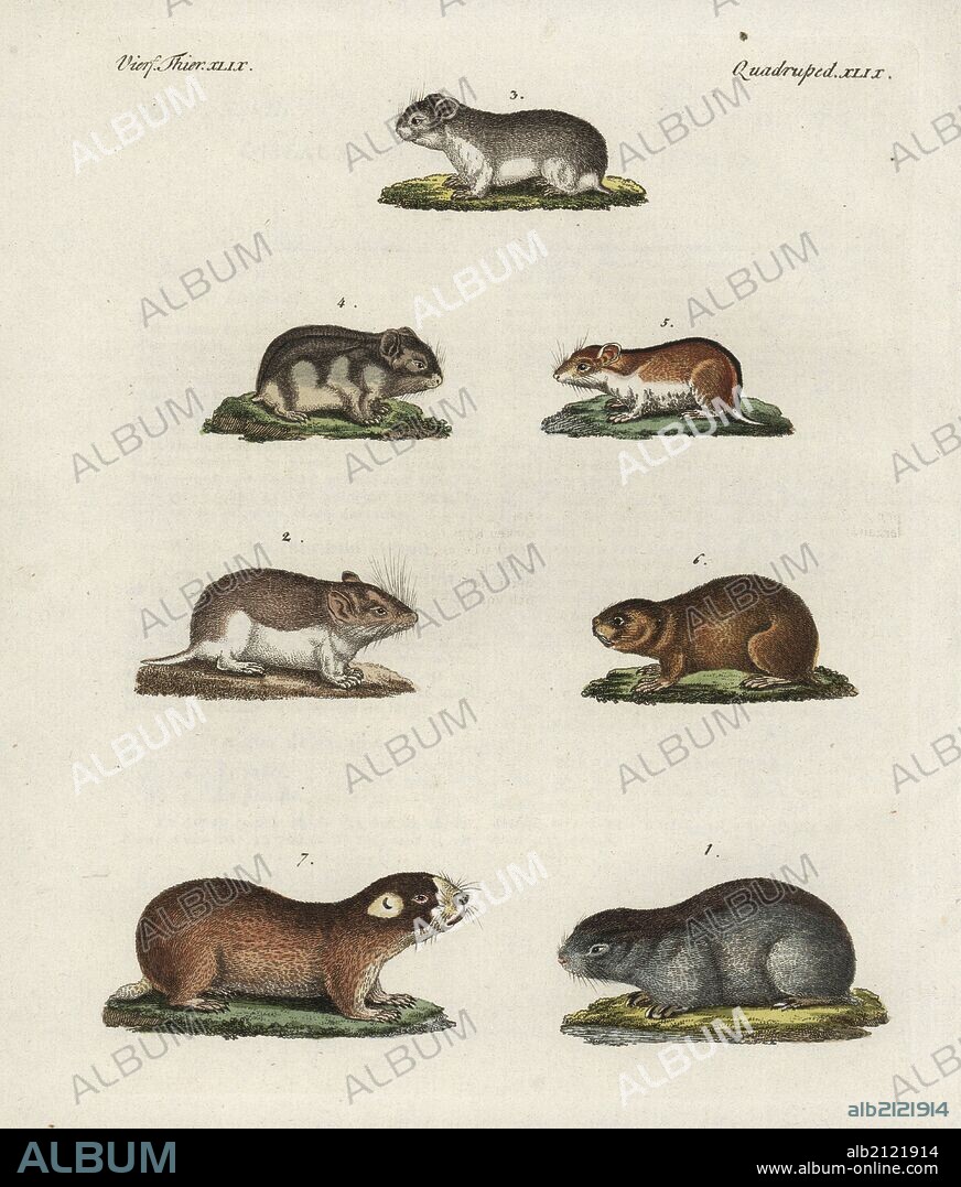 siberian mouse 2 Meadow jumping mouse, Zapus hudsonius 1, sandy mole rat, Spalax arenarius 2,  grey dwarf hamster, Cricetulus migratorius 3, Siberian hamster, Phodopus  sungorus 4, Chinese h - Album alb2121914