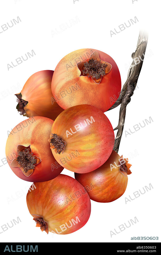Red azarole is a bright red fruit the size of a large blueberry. It has a sweet flavor and is good for fresh eating, jams and other preserves.