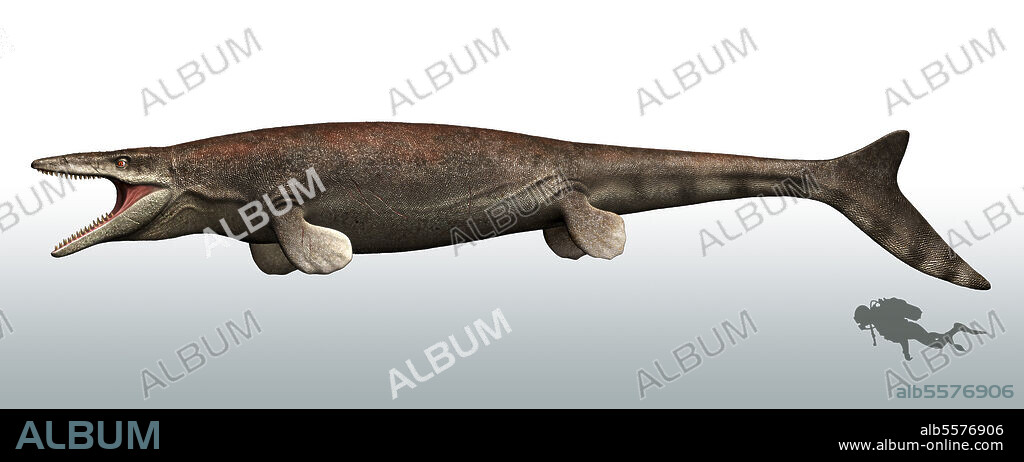 Mosasaurus with a scuba diver for size reference. Mosasaurus is a genus of the mosasaurs marine reptile from the Late Cretaceous period.
