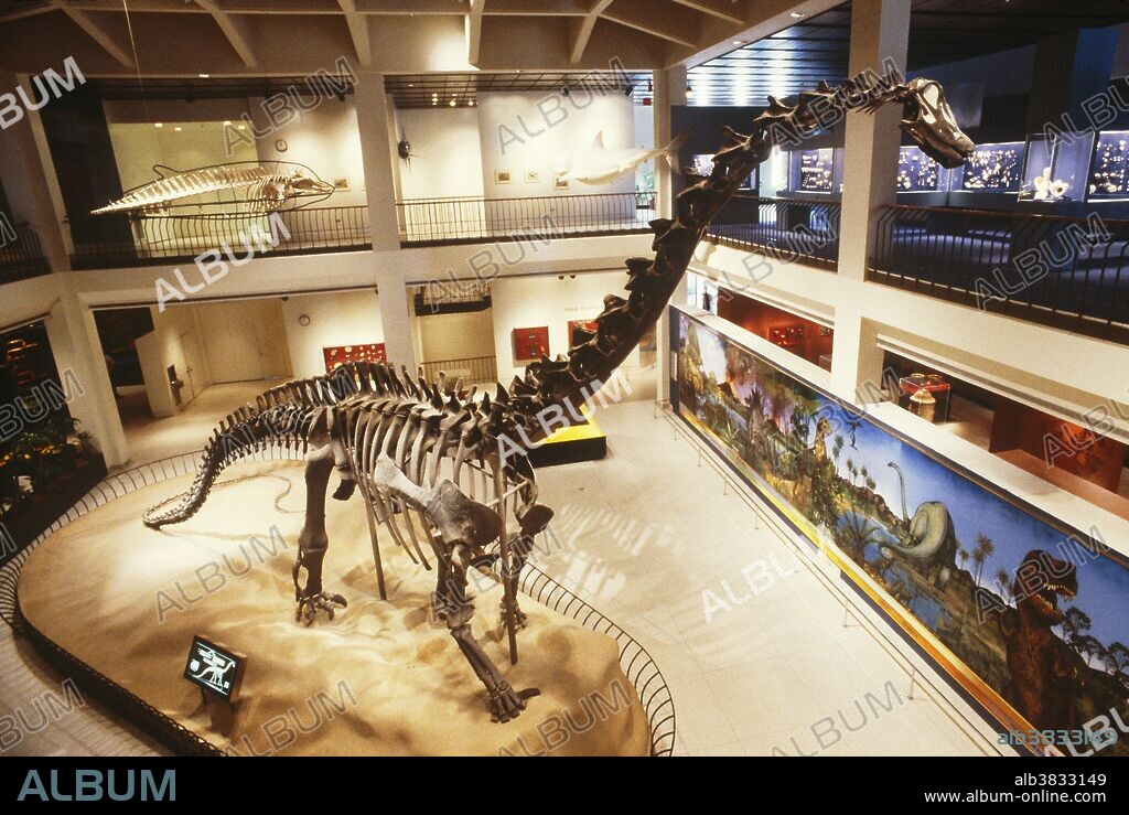 Diplodocus skeleton in the Museum of Natural History in Houston, Texas. Most of the bones are real, found in Jackson County, Wyoming in 1902. Diplodocus lived 140 million years ago, and was about 70 feet long, weighing ten to fifteen tons.