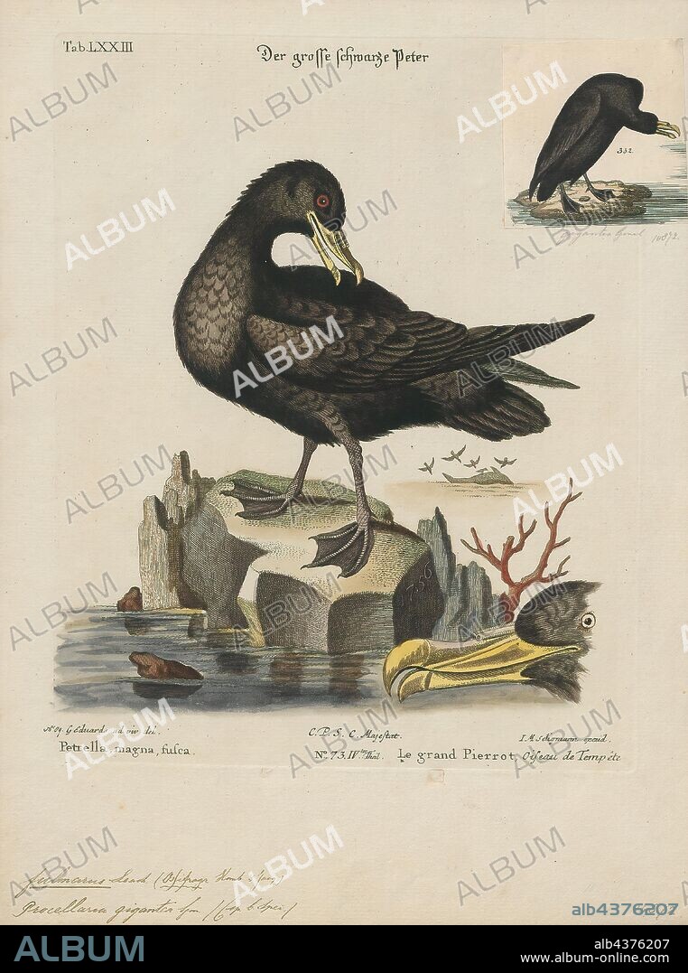 Fulmarus giganteus, Print, Fulmar, The fulmars are tubenosed seabirds of the family Procellariidae. The family consists of two extant species and two extinct fossil species from the Miocene., 1700-1880.