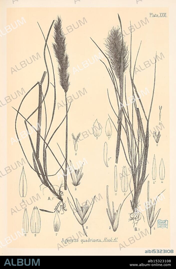 The indigenous grasses of New Zealand. Wellington, N. Z, by authority, G. Didsbury, Govt. Printer, 1878-1880. grasses, New Zealand, John Buchanan, A botanical illustration featuring Agrostis quadriseta, commonly known as the four-sette grass. The image presents the plant in detail, showcasing its distinctive tall, slender stems and feathery flower heads. Accompanying the main illustration are labeled depictions of the plant's individual parts, including various leaf shapes and sizes. The arrangement provides a comprehensive view of the plant's morphology, with annotations designating key features for identification and study, making it a valuable resource for botany enthusiasts and researchers alike.