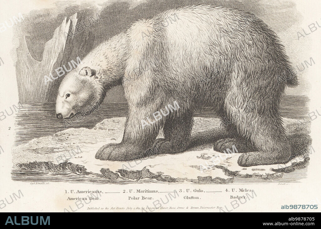 Polar bear, Ursus maritimus, on an ice floe. Copperplate engraving by J. Scott after Sydenham Edwards from Abraham Rees' Cyclopedia or Universal Dictionary of Arts, Sciences and Literature, Longman, Hurst, Rees, Orme and Brown, Paternoster Row, London, July 1, 1811.
