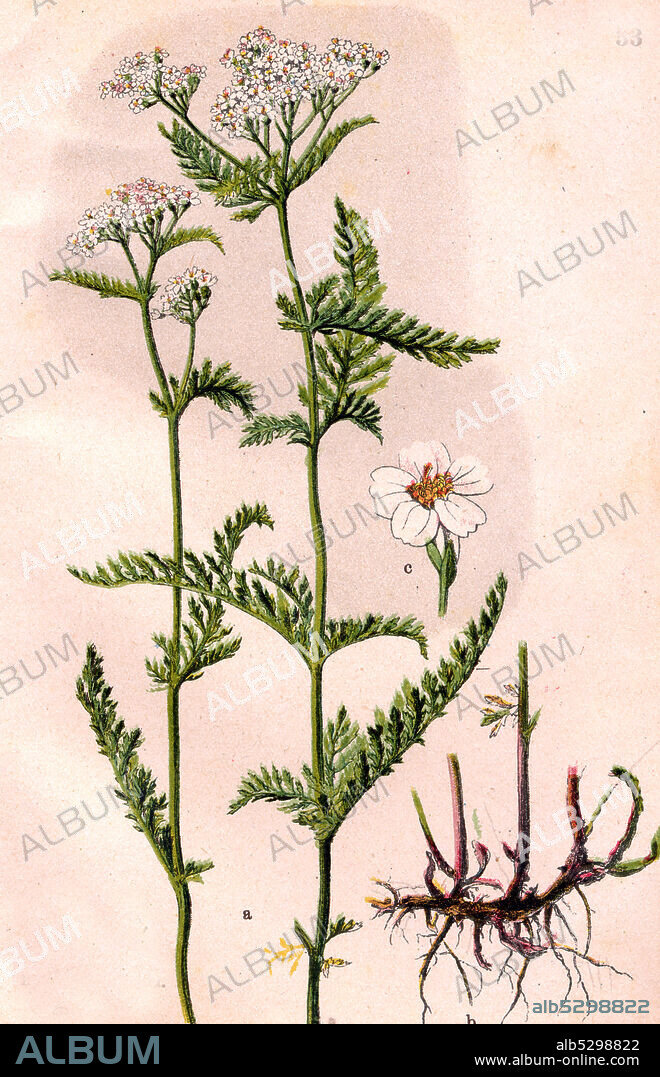 Medicinal plant Achillea millefolium, commonly known as yarrow or common yarrow  /  Heilpflanze Gemeine Schafgarbe oder Gewöhnliche Schafgarbe, Achillea millefolium, Historisch, historical, digital improved reproduction of an original from the 19th century / digitale Reproduktion einer Originalvorlage aus dem 19. Jahrhundert.