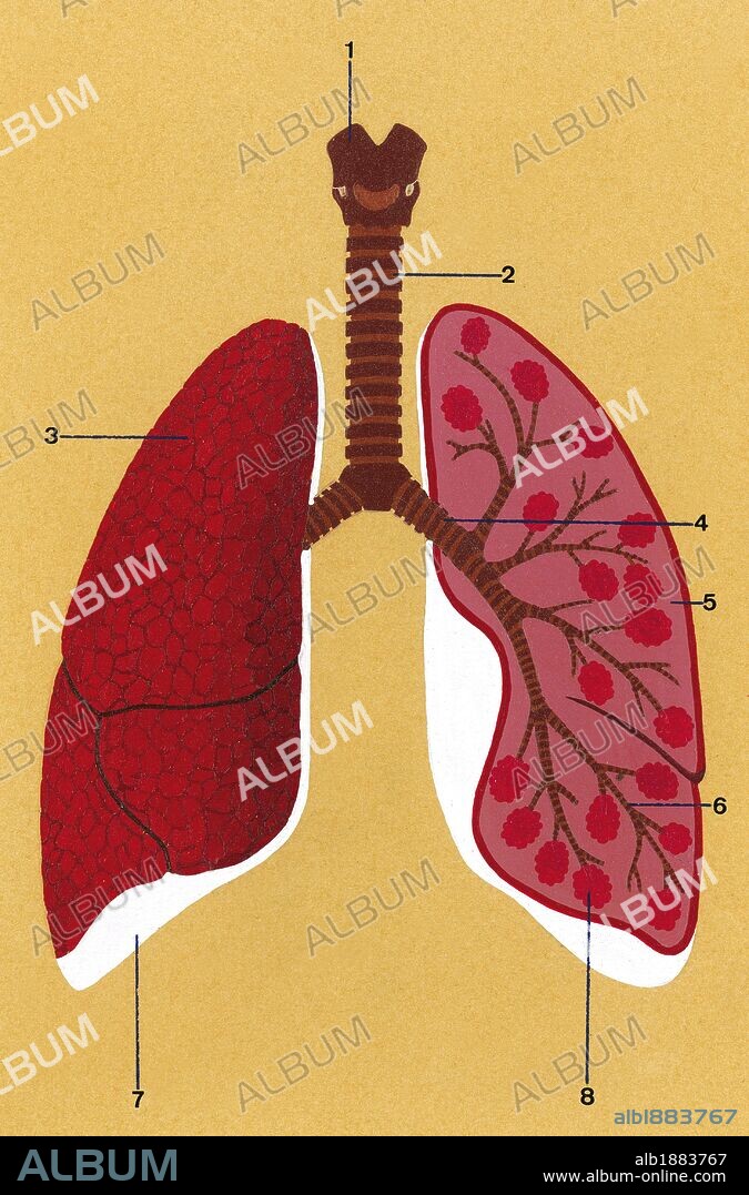 EL APARATO RESPIRATORIO. DIBUJO DE LOS PULMONES: 1. Laringe 2. Tráquea 3. Pulmón derecho cerrado 4. Bronquio 5. Pulmón izquierdo abierto 6. Bronquiolos 7. Pleura 8. Alveolos pulmonares.