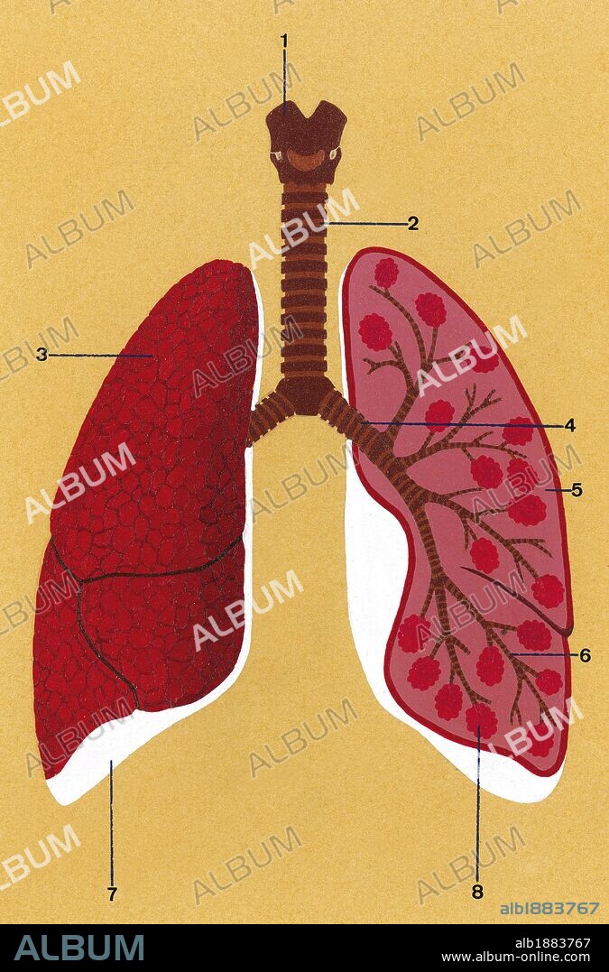 Respiratory system. Schematic drawing of the trachea and lungs. 1. Larynx 2. Trachea 3. Right lung closed 4. Bronchus 5. Left lung opened 6. Bronchioles 7. Pleura 8. Alveoli. Drawing. Color.