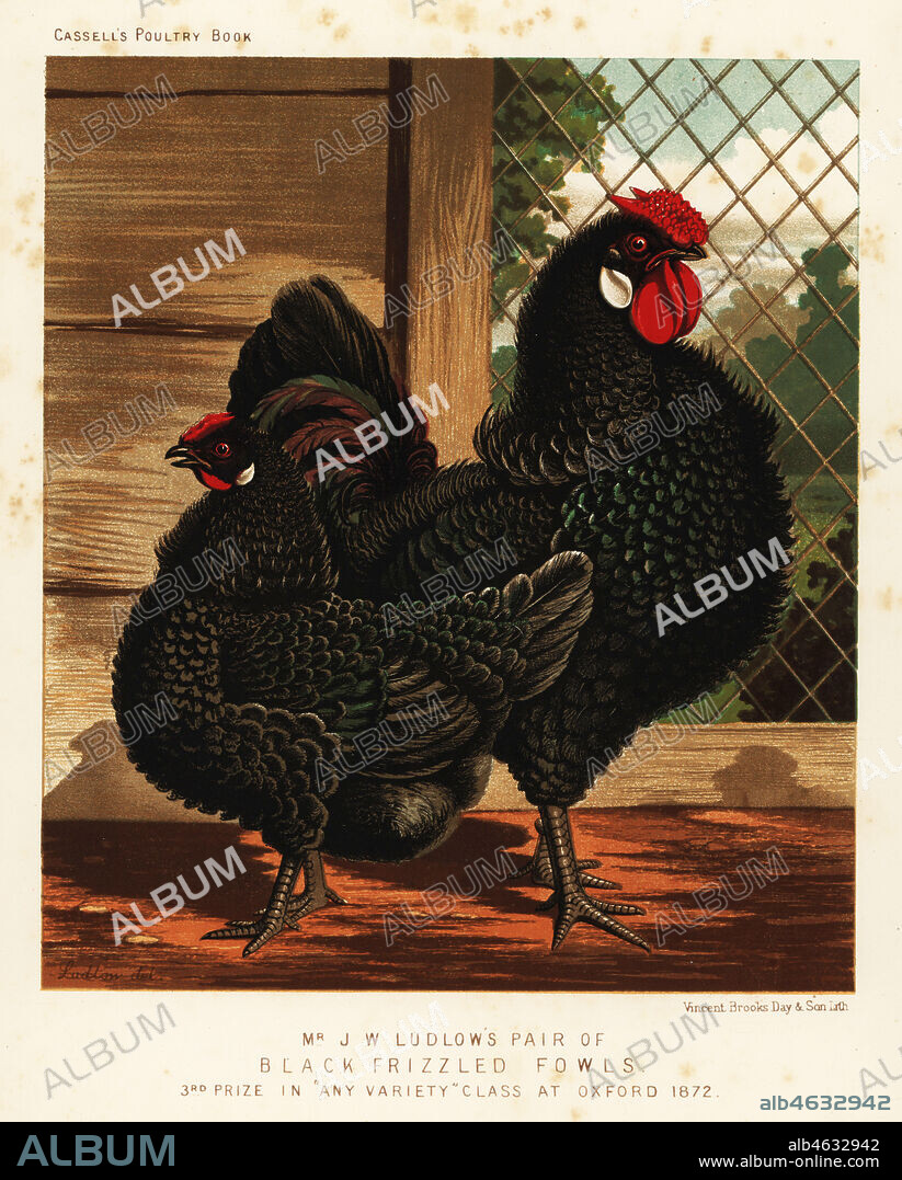 Black frizzled fowl, cock and hen, Gallus gallus domesticus. Bred by J. W. Ludlow and third prize in any variety class at Oxford 1872. Chromolithograph by Vincent Brooks Day & Son after an illustration by J.W. Ludlow from Lewis Wrights The Illustrated Book of Poultry, Cassell, London, 1890.