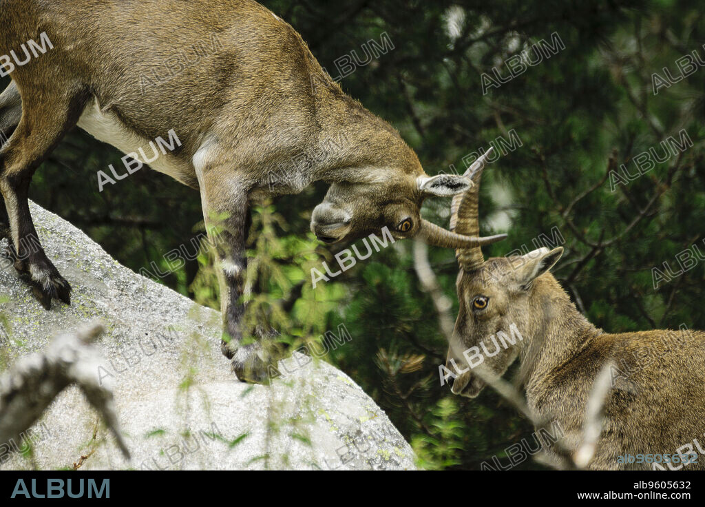 Ibice o cabra salvaje de los Alpes (Capra ibex) , Les Angles, pirineos catalanes, comarca de Capcir, Francia.
