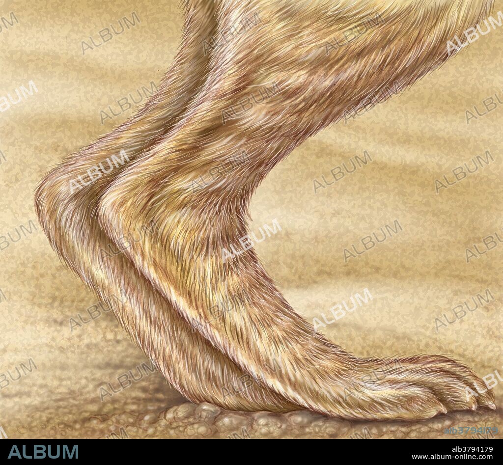 Side view of a jack rabbit (Lepus alleni alleni) hind leg and paw.