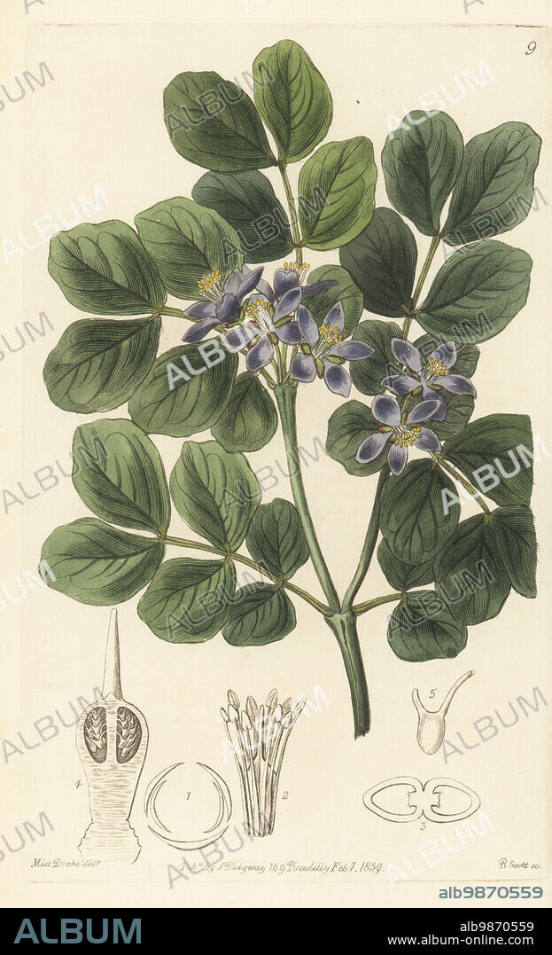 Common lignum vitae, roughbark lignum-vitae, guaiacwood or gaïacwood, Guaiacum officinale. Endangered. Handcoloured copperplate engraving by R. Scott after a botanical illustration by Sarah Drake from Edwards Botanical Register, edited by John Lindley, published by James Ridgway, London, 1839.