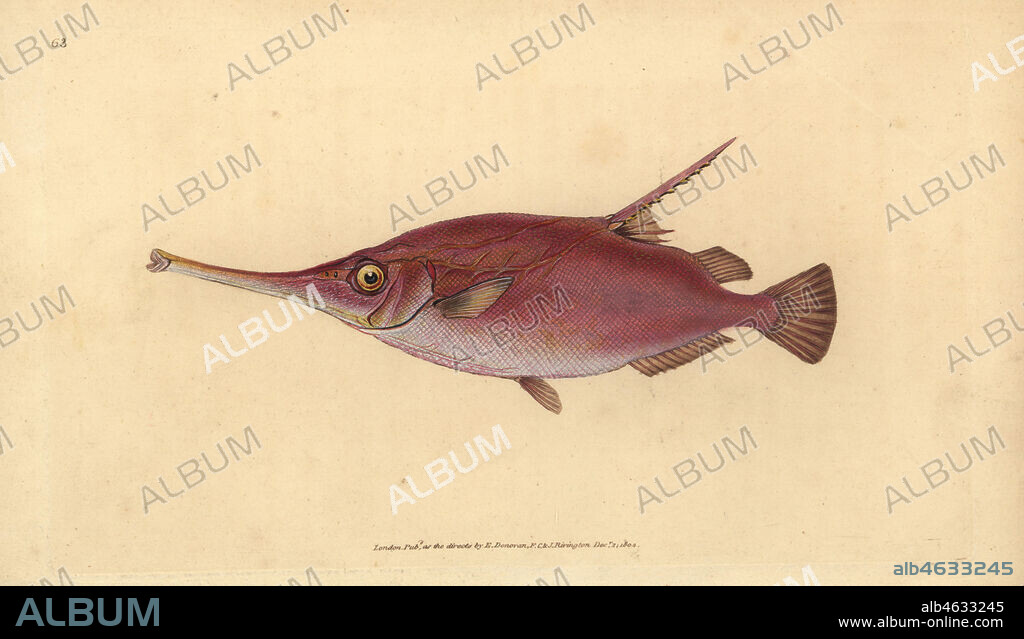 Longspine snipefish, Macroramphosus scolopax (Snipe or trumpet fish, Centriscus scolopax). Handcoloured copperplate drawn and engraved by Edward Donovan from his Natural History of British Fishes, Donovan and F.C. and J. Rivington, London, 1802-1808.