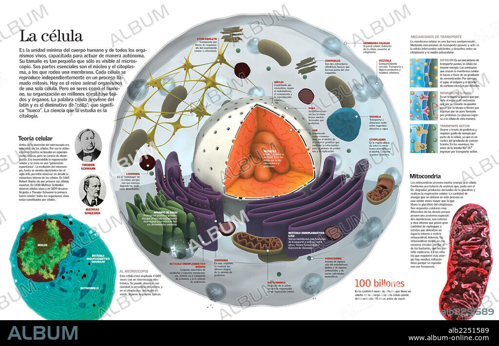 La célula. Infografía de la composición de la célula humana y las principales teorías celulares.
