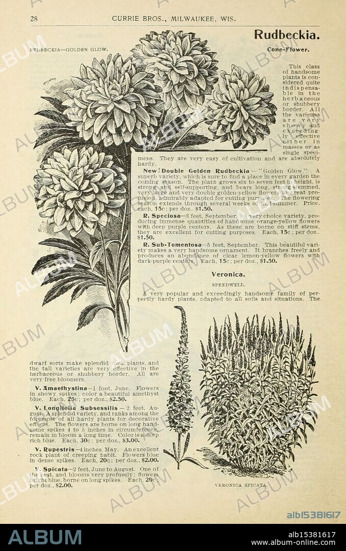 Bulbs and plants, Milwaukee, Wis, Currie Bros, 1908, flowers, seeds, catalogs, nurseries, horticulture, plants, ornamental, bulbs, plants, garden stories, in bloom, An intricate illustration features the Rudbeckia plant, commonly known as the Cone Flower. The artwork highlights the New Double Golden Rudbeckia variety, showcasing its lush, crowded blooms with numerous layers of petals, resembling large, cheerful sunflowers. Accompanying the illustration is a detailed description of the plant's characteristics, cultivation tips, and growing conditions. Below, the text mentions related flora, including Veronica, emphasizing its growth habits and flowering timeline. This piece serves both as an informative resource for gardeners and an artistic representation of these vibrant plants.